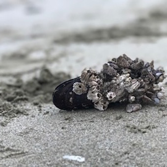 Barnacles About