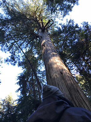 big cedar